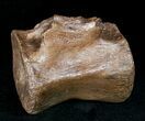 Ornithischian Dinosaur Caudal Vertebrae - Montana #12370-1